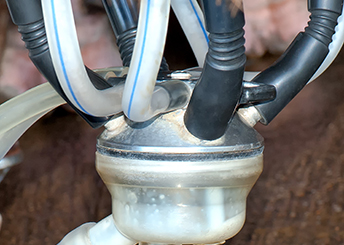 mangueira para ordenha